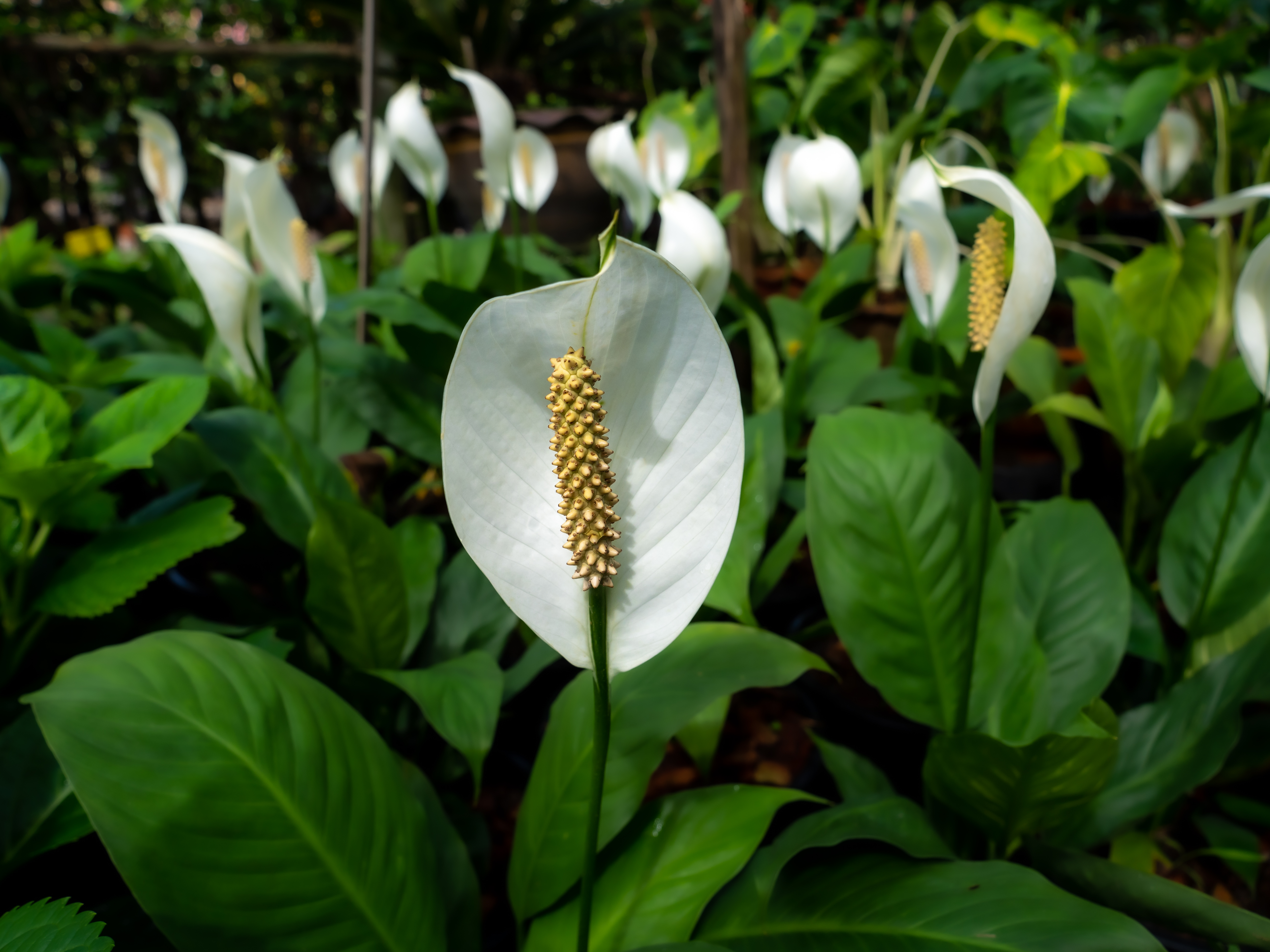 Las entradas y los pasillos son un buen lugar para ubicar esta poderosa planta.