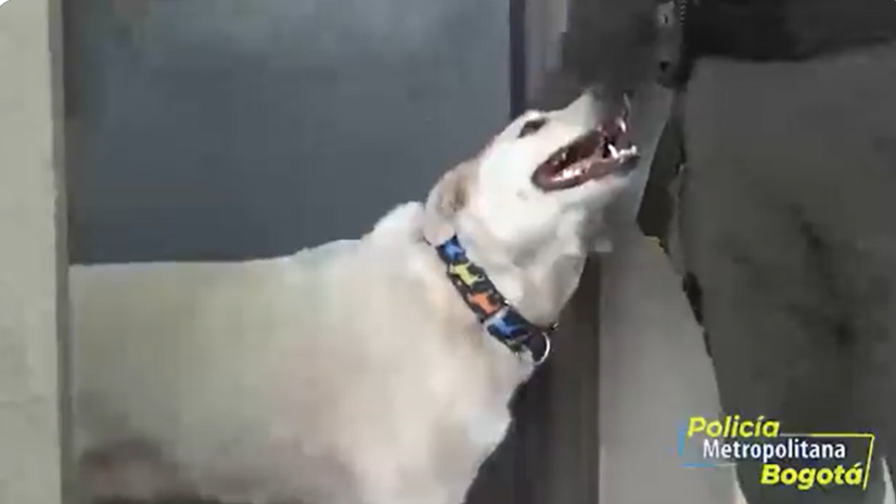 La historia de Polo, el perro “dueño” de un CAI en Bogotá. Un perrito criollo es el integrante más antiguo del CAI Polo en el norte de Bogotá y ahora es el más querido del sector.