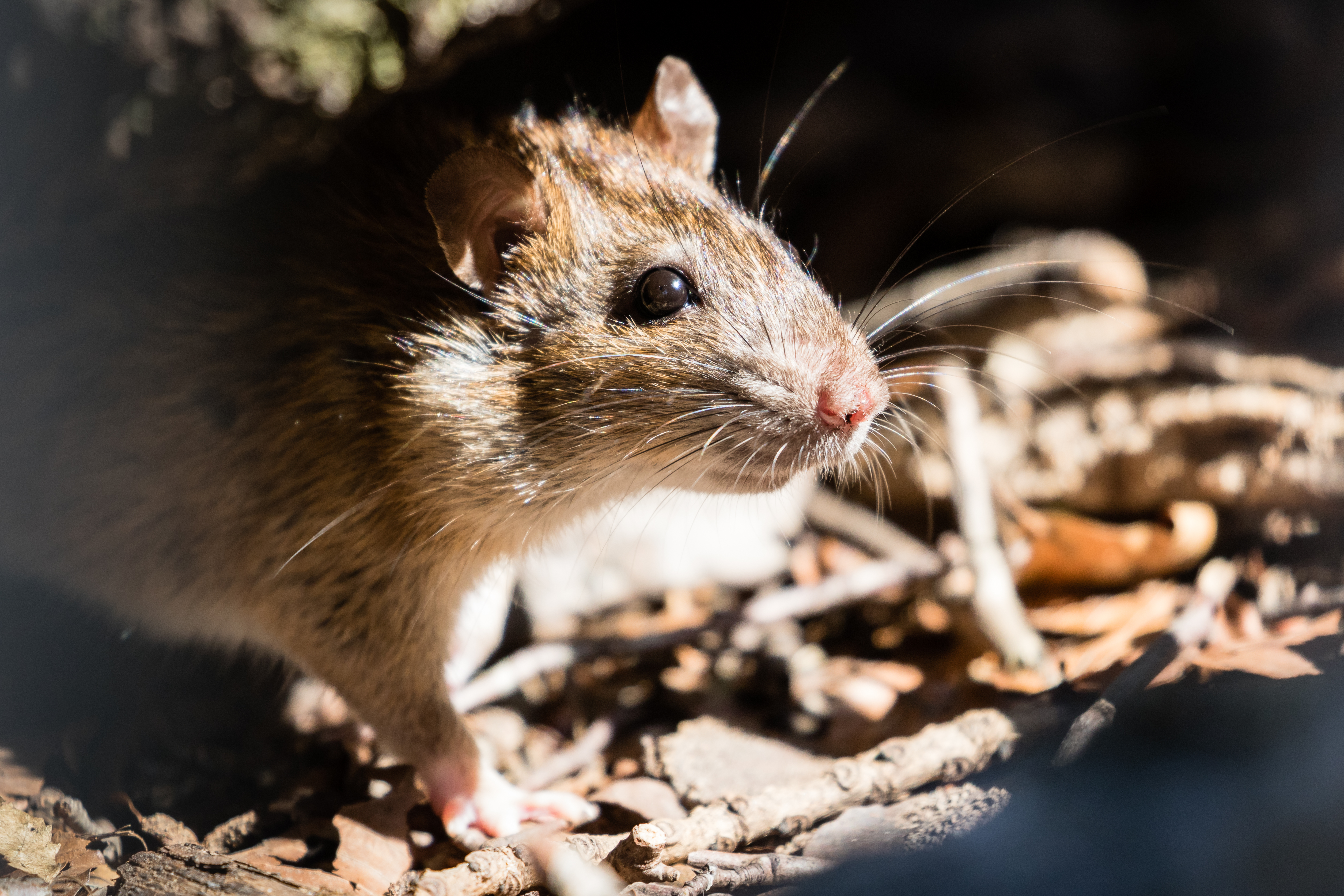 Truco para 'eliminar' los ratones en la casa con vinagre o canela