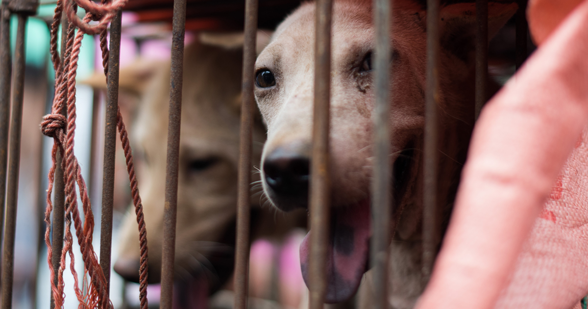 Más de 10.000 canes son asesinados para abastecer la demanda de carne de perro durante el festival de Yulin.