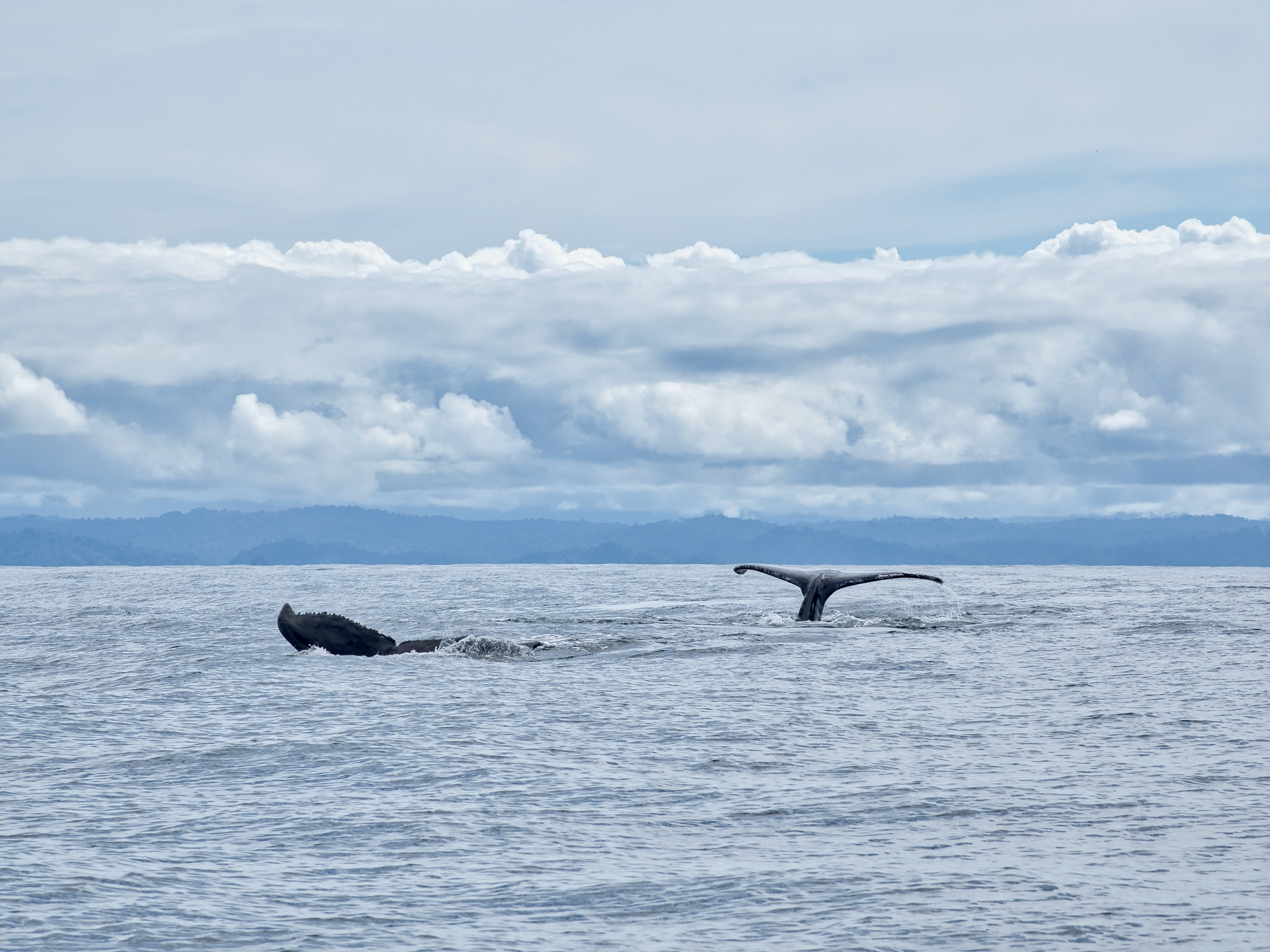 Dos colas de ballena en el Océano Pacífico cerca de Nuquí. - Fotografía de stock