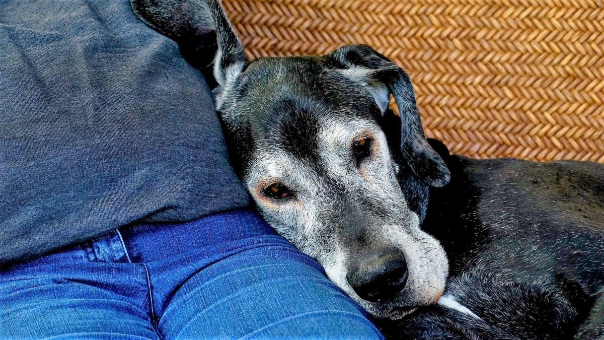 De esta forma puede detectar que su perro tiene demencia.