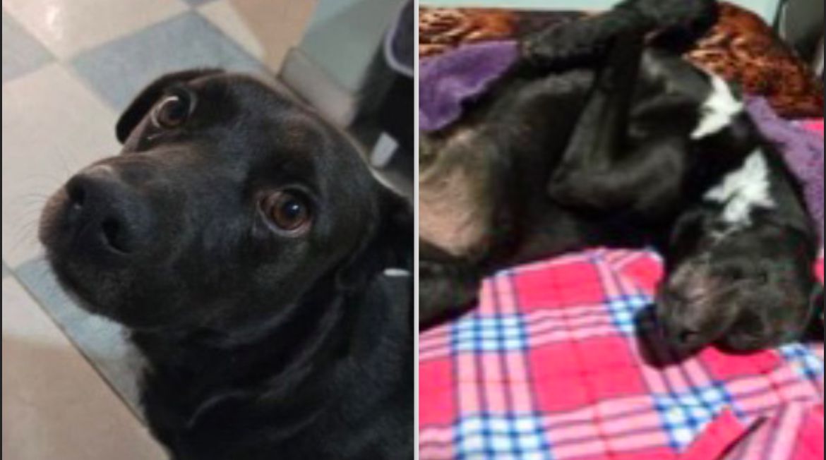 Galán revisa procedimiento tras eutanasia de Cosmo, perrito extraviado en Bogotá