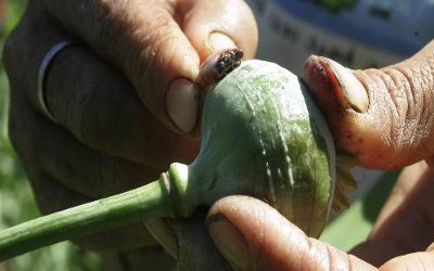 La flor de amapola, de cuyo latex se extrae la heroína, una droga inyectada cuyo consumo ha ido aumentando en Colombia  