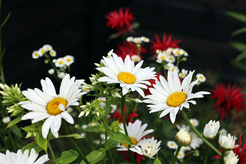 La posibilidad de atraer más dinero y prosperidad a su vida se abre a través del estudio del Feng Shui y la manzanilla.