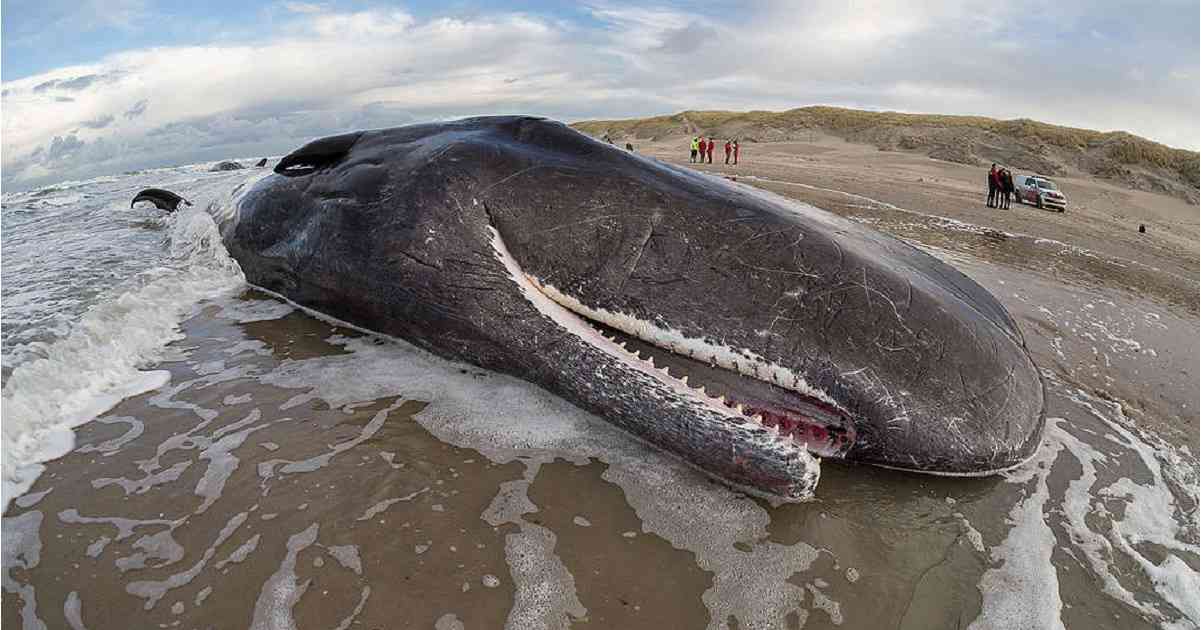 ballena derramada de petroleo