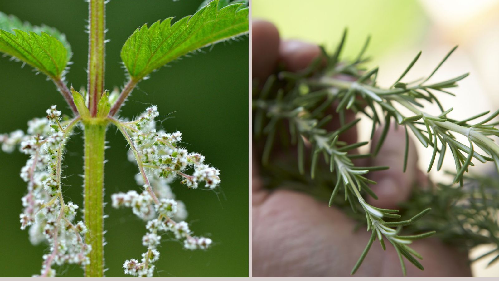 Ortiga y romero, la mejor combinación para la salud de su pelo