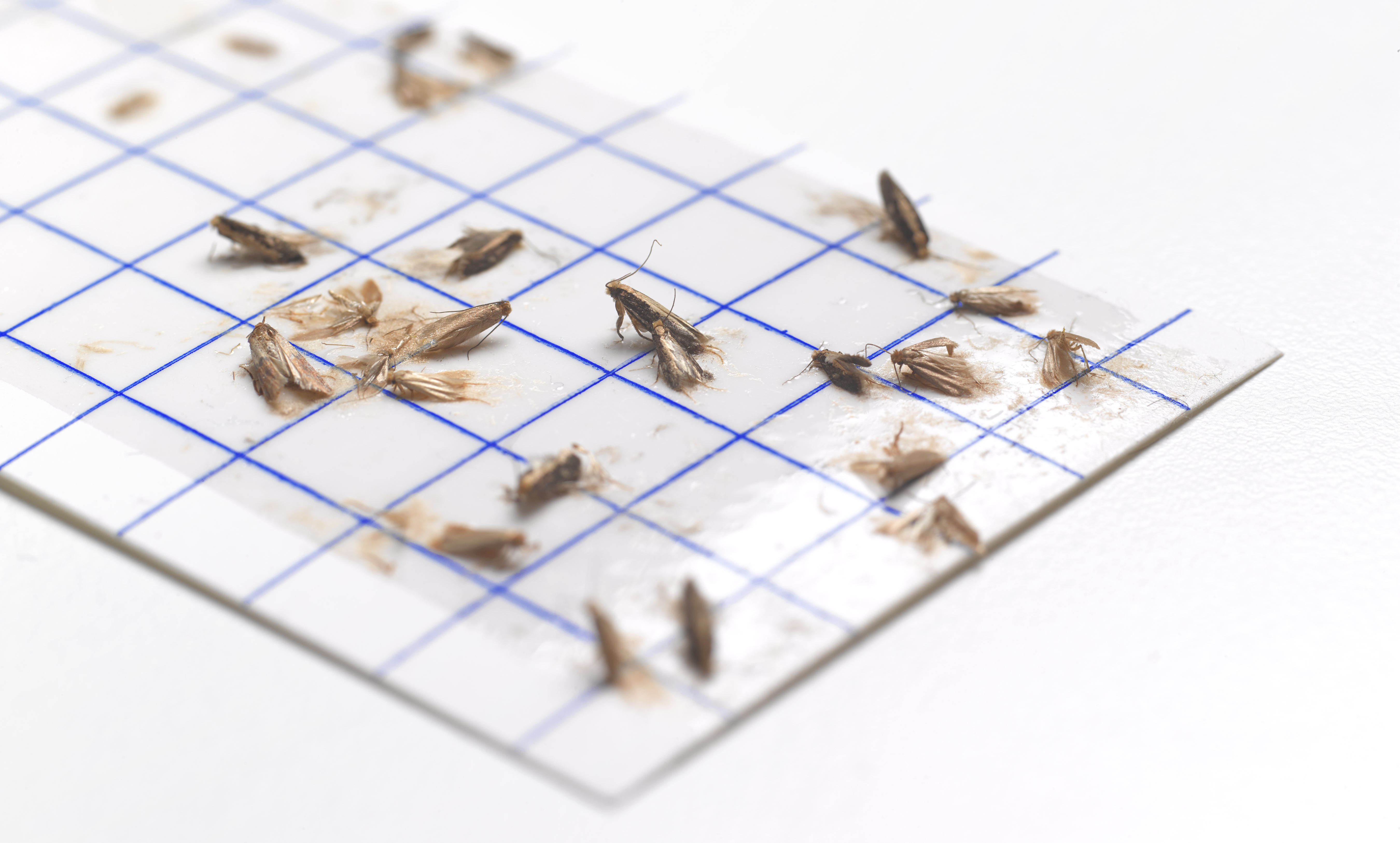 Las polillas son atraídas por la luz artificial, especialmente las especies que vuelan de noche.