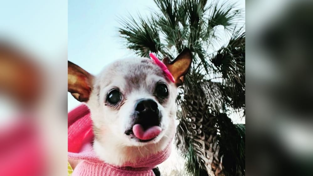 Esta es Pebbles, la perrita que ganó un Récord Guinness como el perro más longevo del mundo