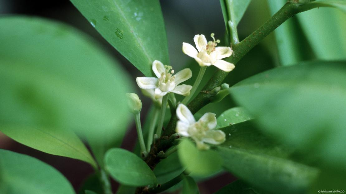 La investigación arqueotoxicológica descubrió compuestos de la planta de coca en tejidos cerebrales de momias del siglo XVII, desafiando creencias históricas. Imagen: blickwinkel/IMAG