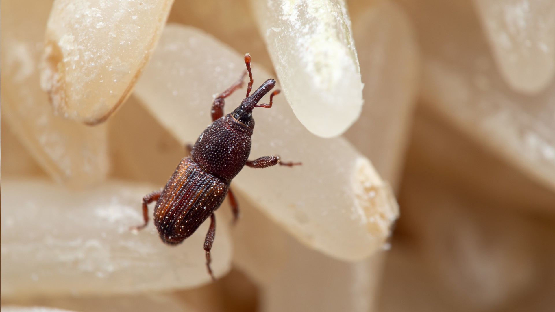 Trucos caseros para eliminar los gorgojos de la despensa de la cocina.