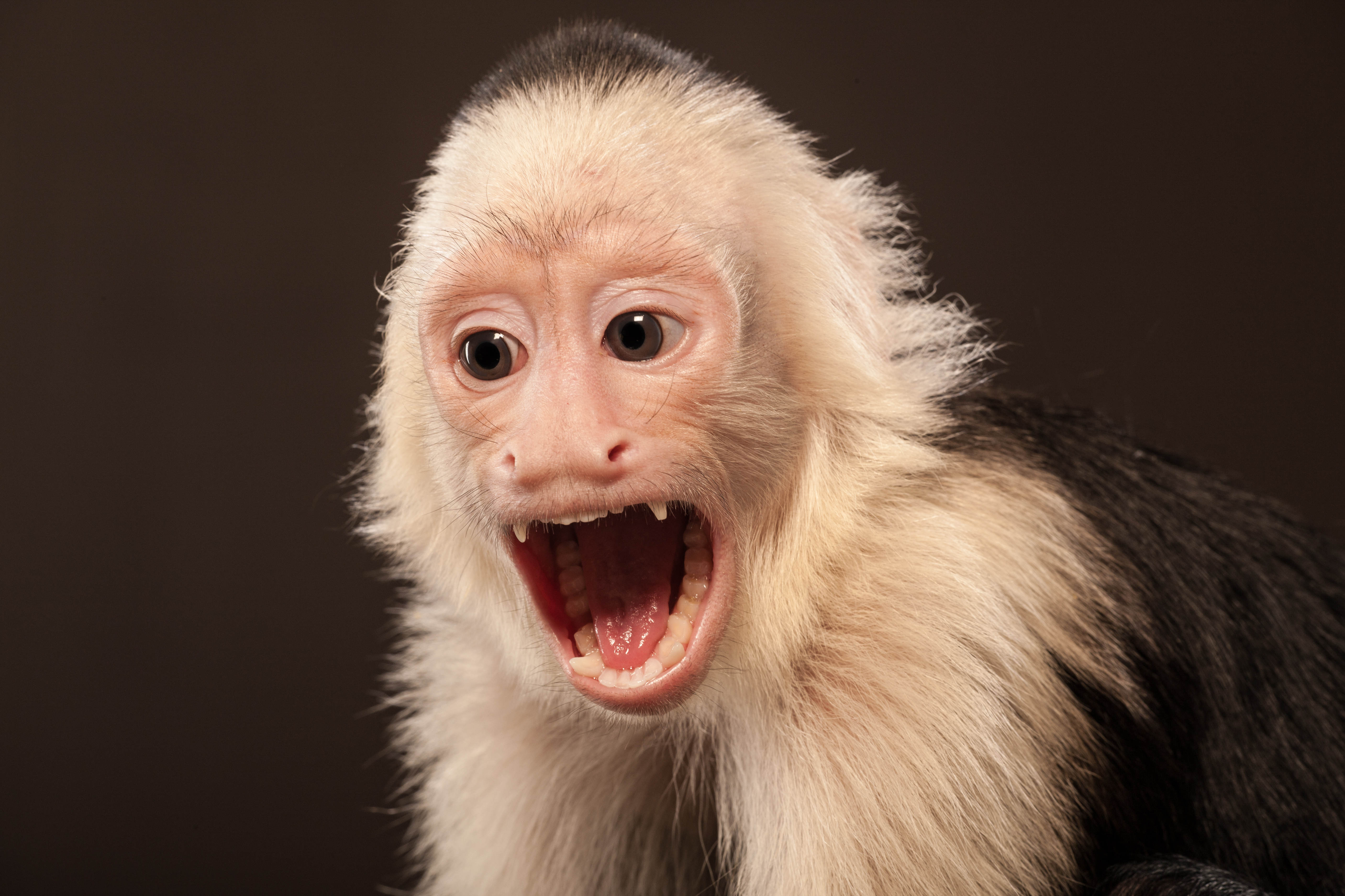 El virus vendría de los monos