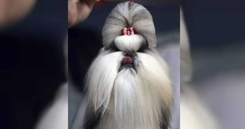 Peinados: Perros con un look diferente