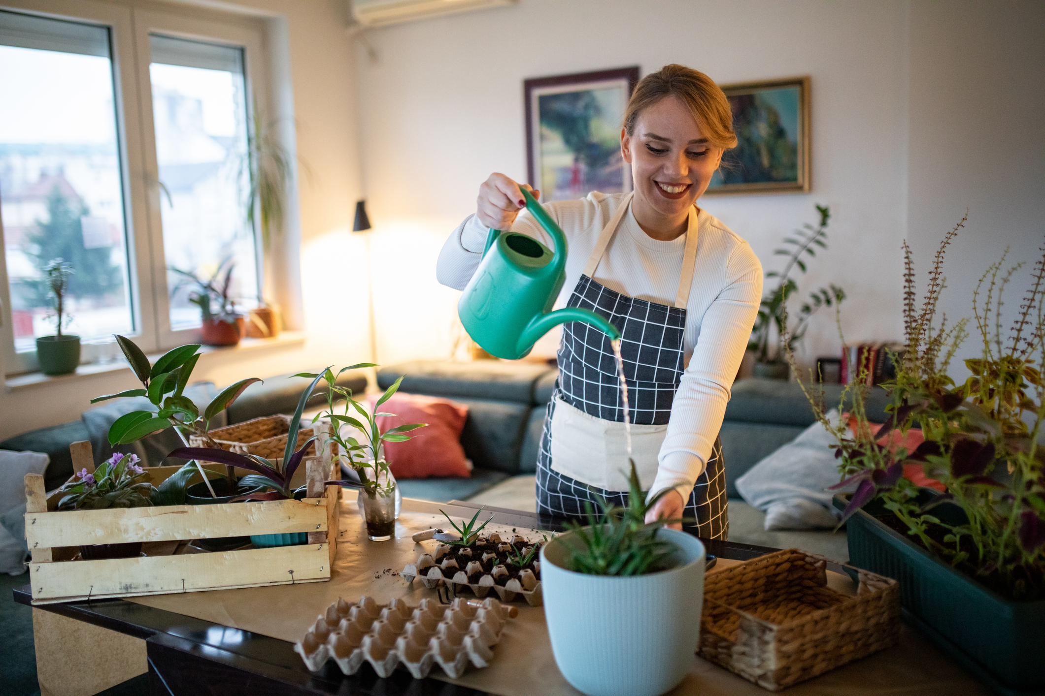 La sábila requiere de muchos cuidados a la hora de regarla.