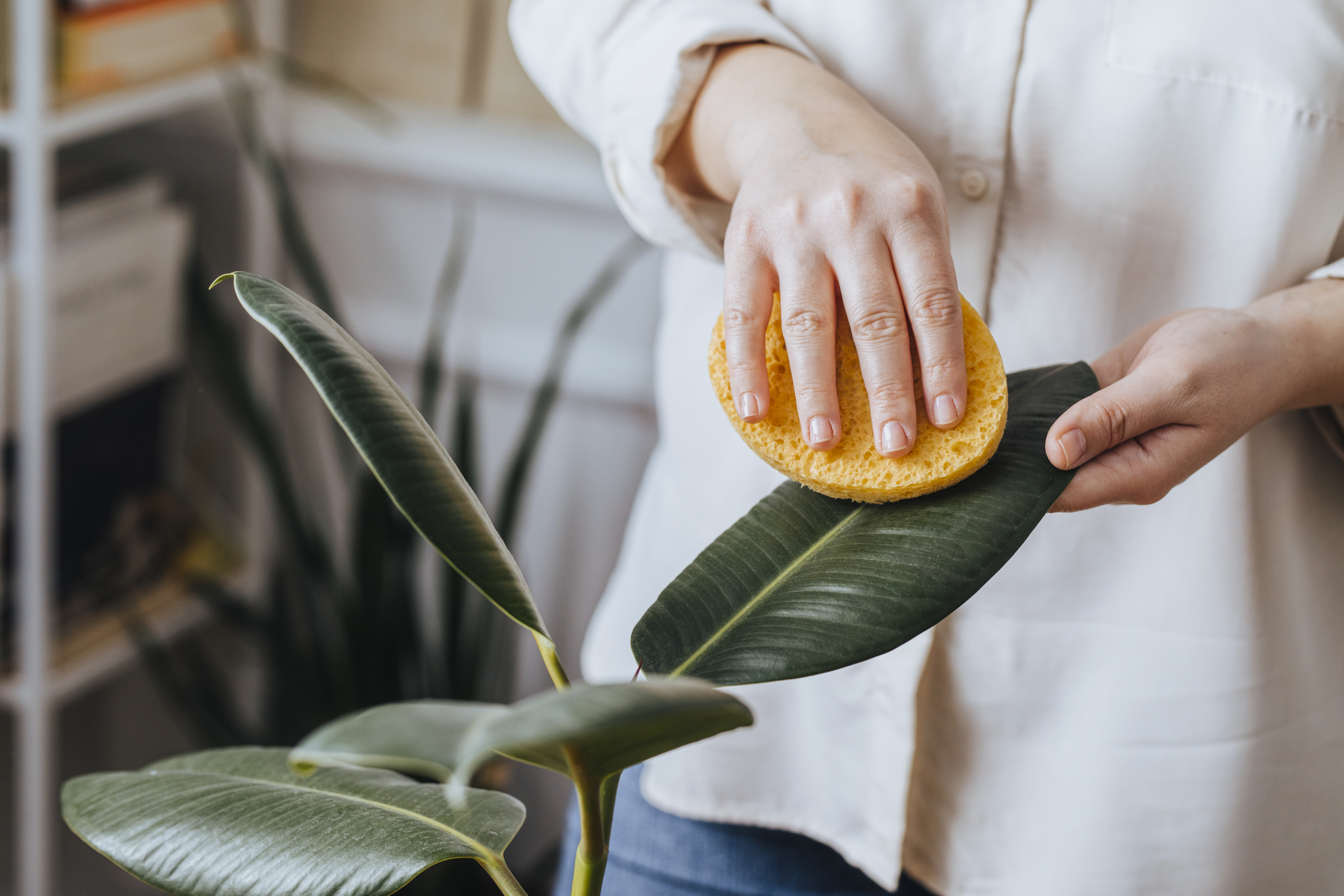 El alcohol ayuda a controlar las plagas.
