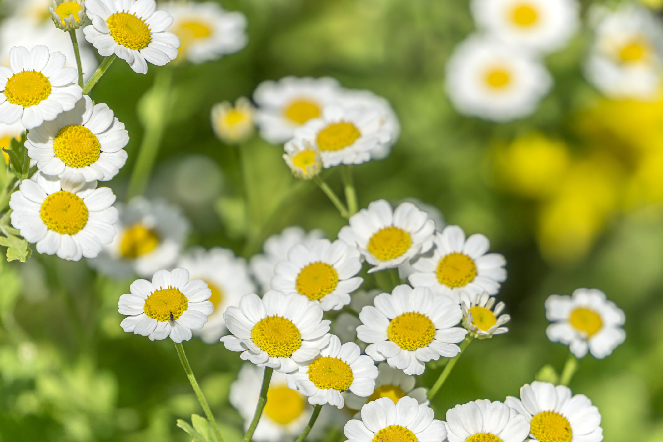 La manzanilla es una planta a la que se le atribuyen beneficios medicinales y energéticos.
