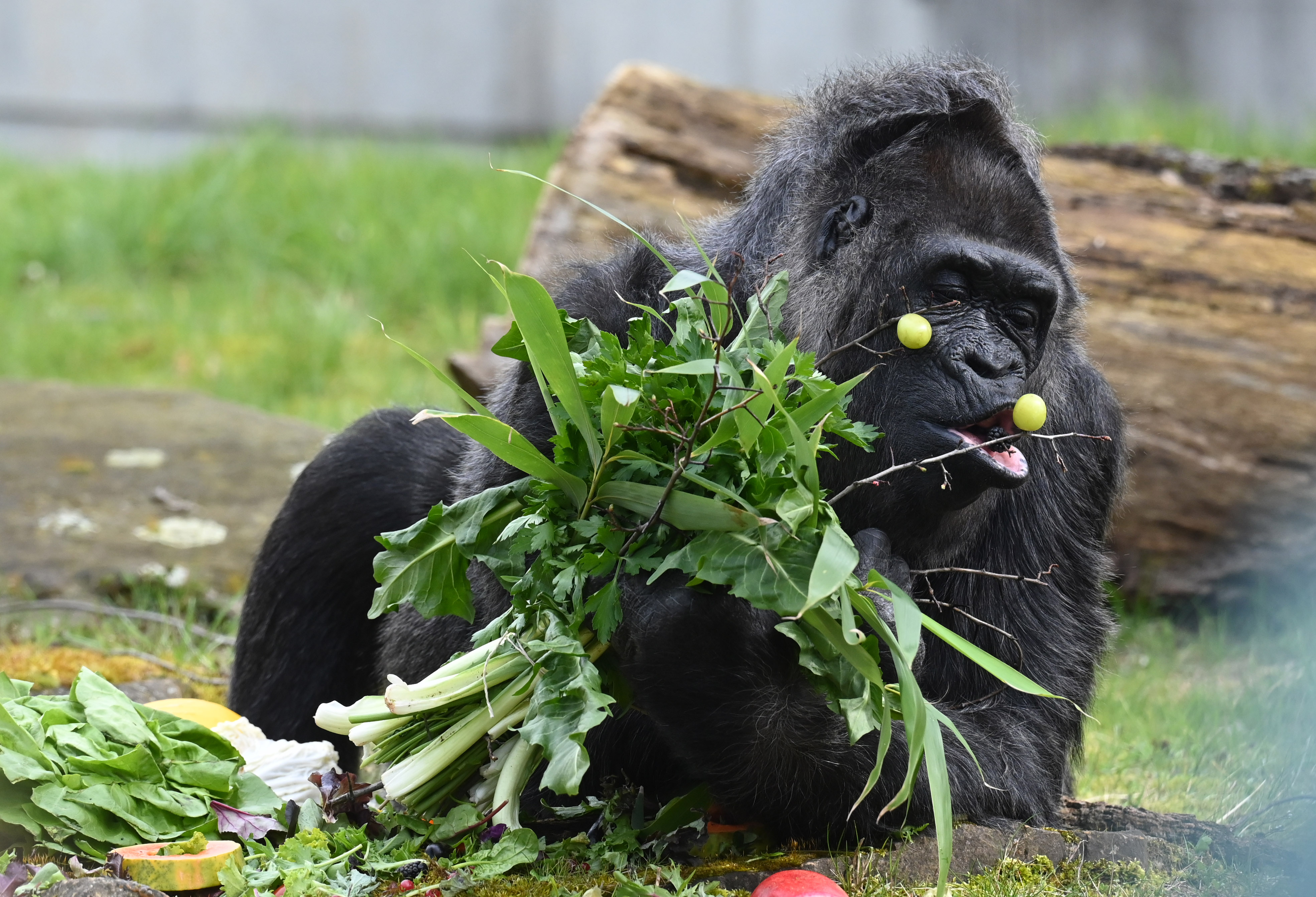 Sorpresa impensada: gorila que se creía macho dio a luz en zoológico de los  Estados Unidos