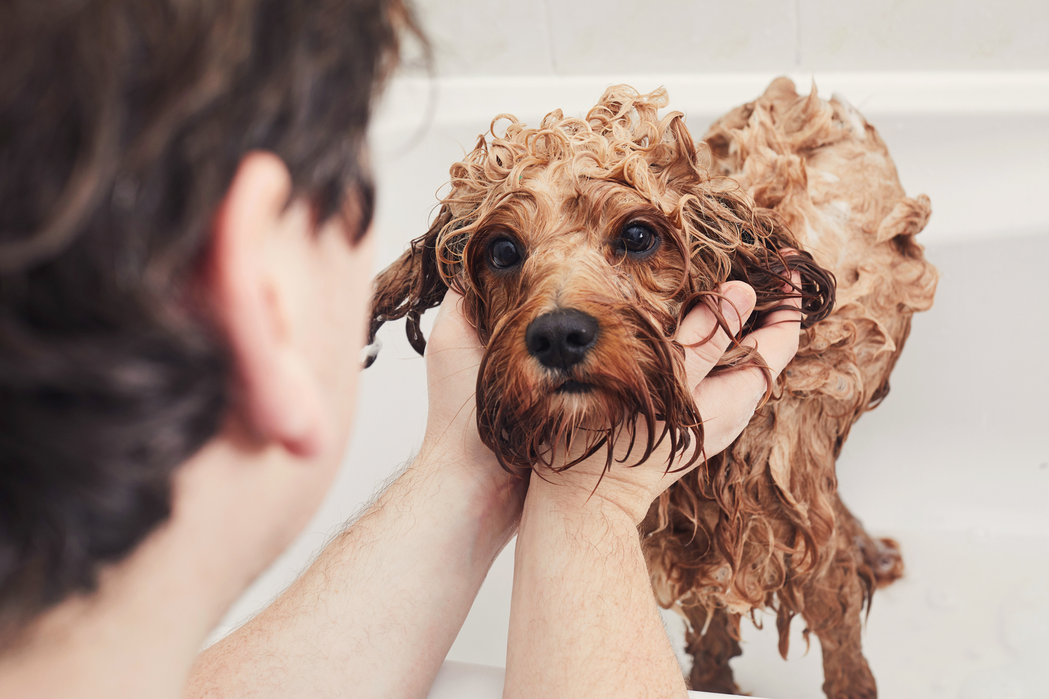 Cómo usar el secador de pelo con el perro correctamente