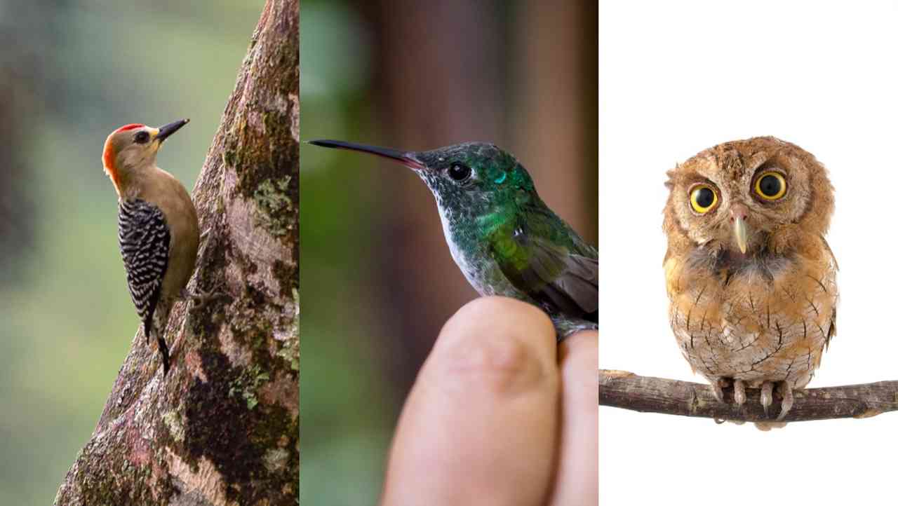 Colombia es el país con mayor cantidad de especies de aves en el mundo. Por primera vez un mapa revela la distribución de estos animales en el territorio nacional. Fotos: Felipe Villegas (Instituto Humboldt).