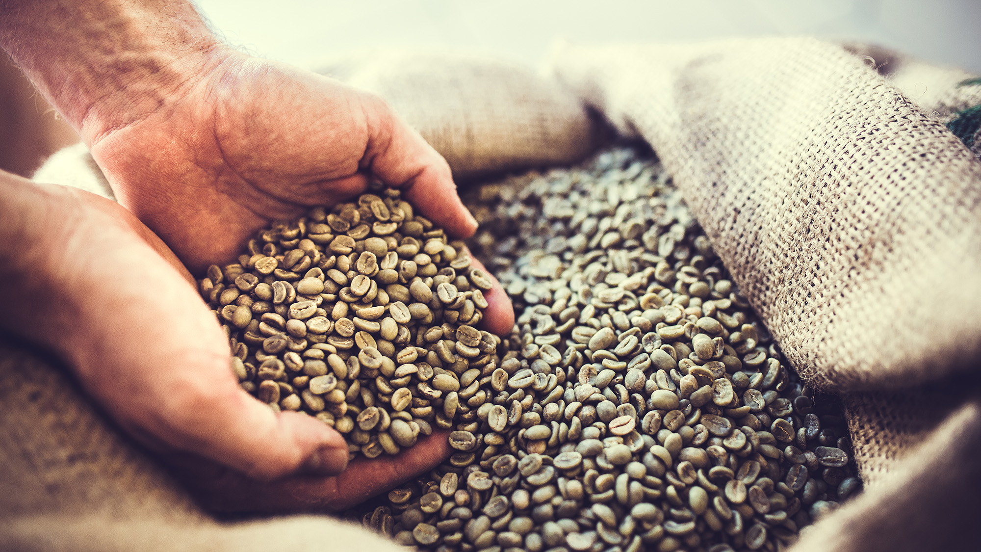 Las manos de un hombre sostienen granos de café sin tostar recién cosechados en una bolsa de arpillera. Horizontal con espacio de copia.
