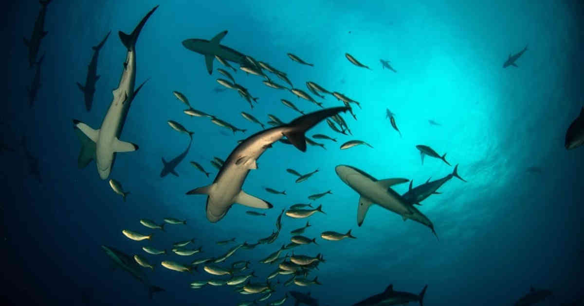 National Geographic felicita a Colombia por prohibir la pesca de tiburones  - Semana