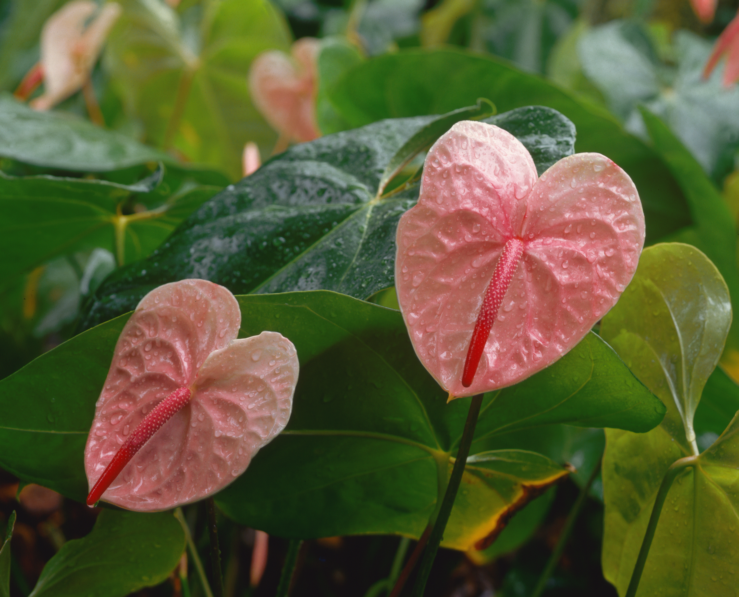 Los anturios pueden tenerse tanto en espacios interiores como en exteriores.