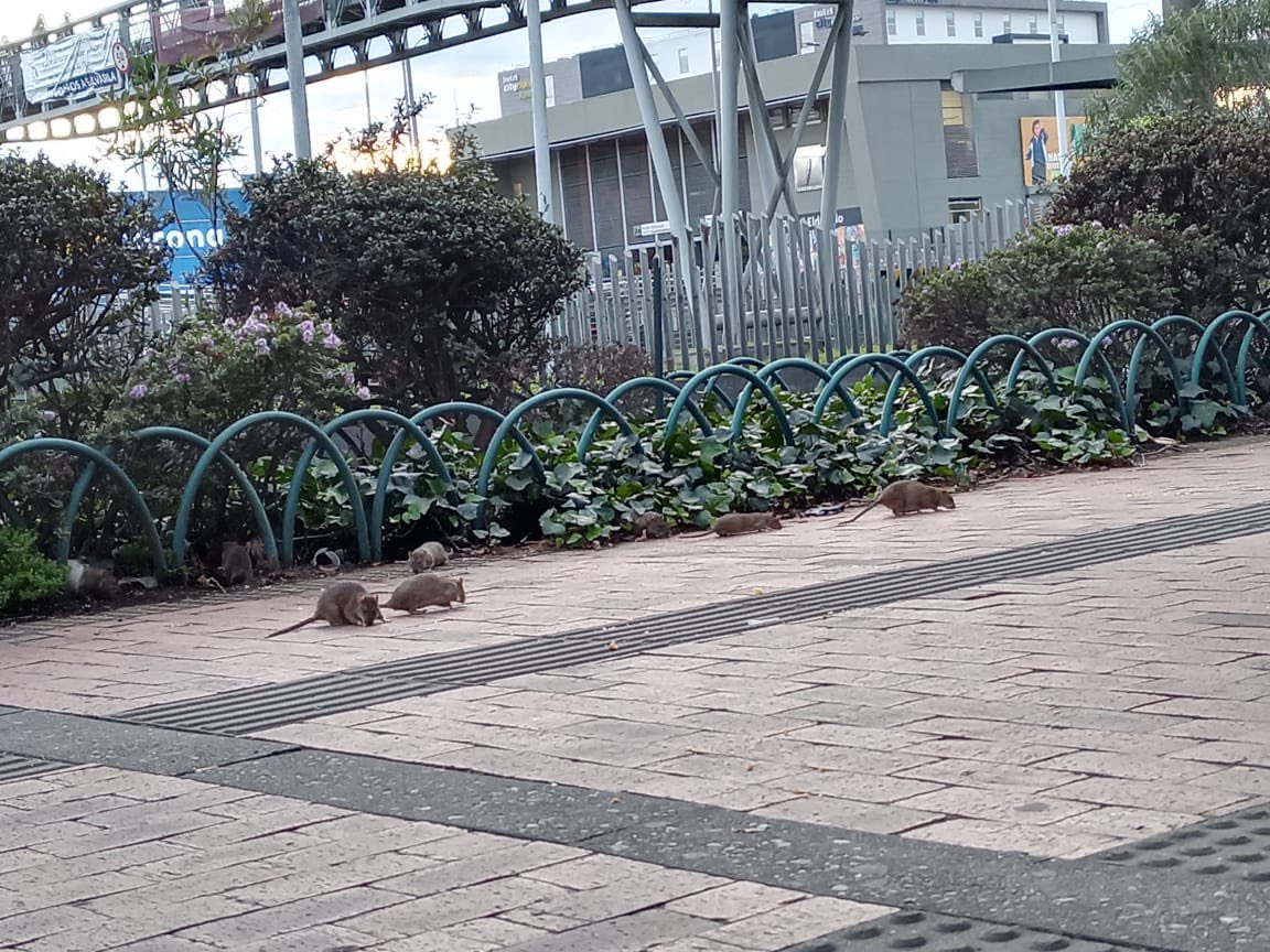 Cómo Ahuyentar Ratas y Ratones