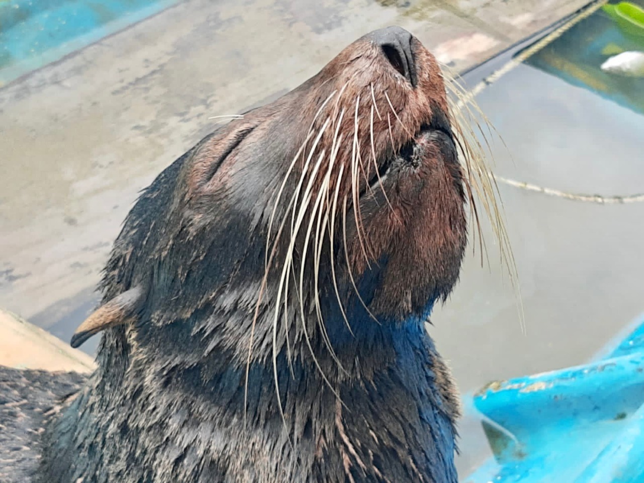 Conmovedora historia y liberación de extraño lobo marino en Tumaco, Nariño,  al que llamaron Evelin y estuvo a cuatro horas de morir