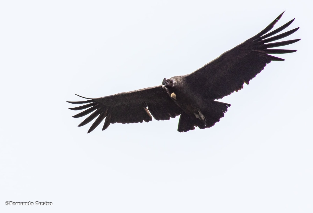 El cóndor andino cumple importantes funciones ecosistémicas en la naturaleza.