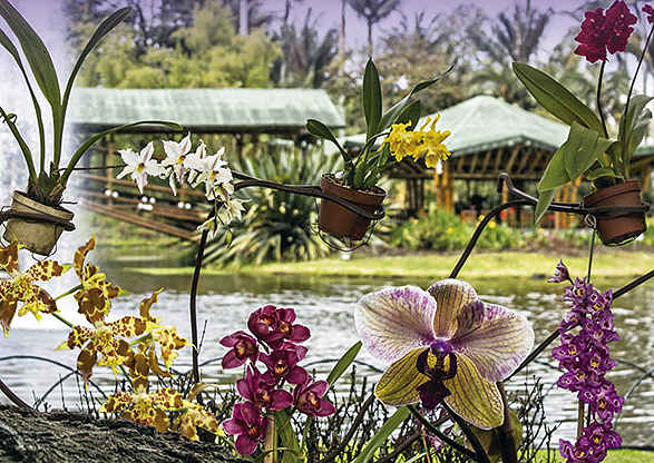 Top 99+ jardin botanico orquideas