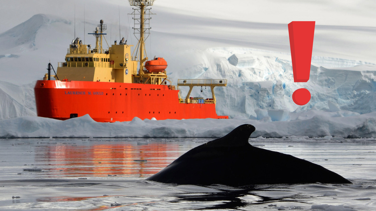 El hallazgo de un pez dragón en el océano Austral preocupa a los científicos por el impacto del aumento de las temperaturas en el hábitat.