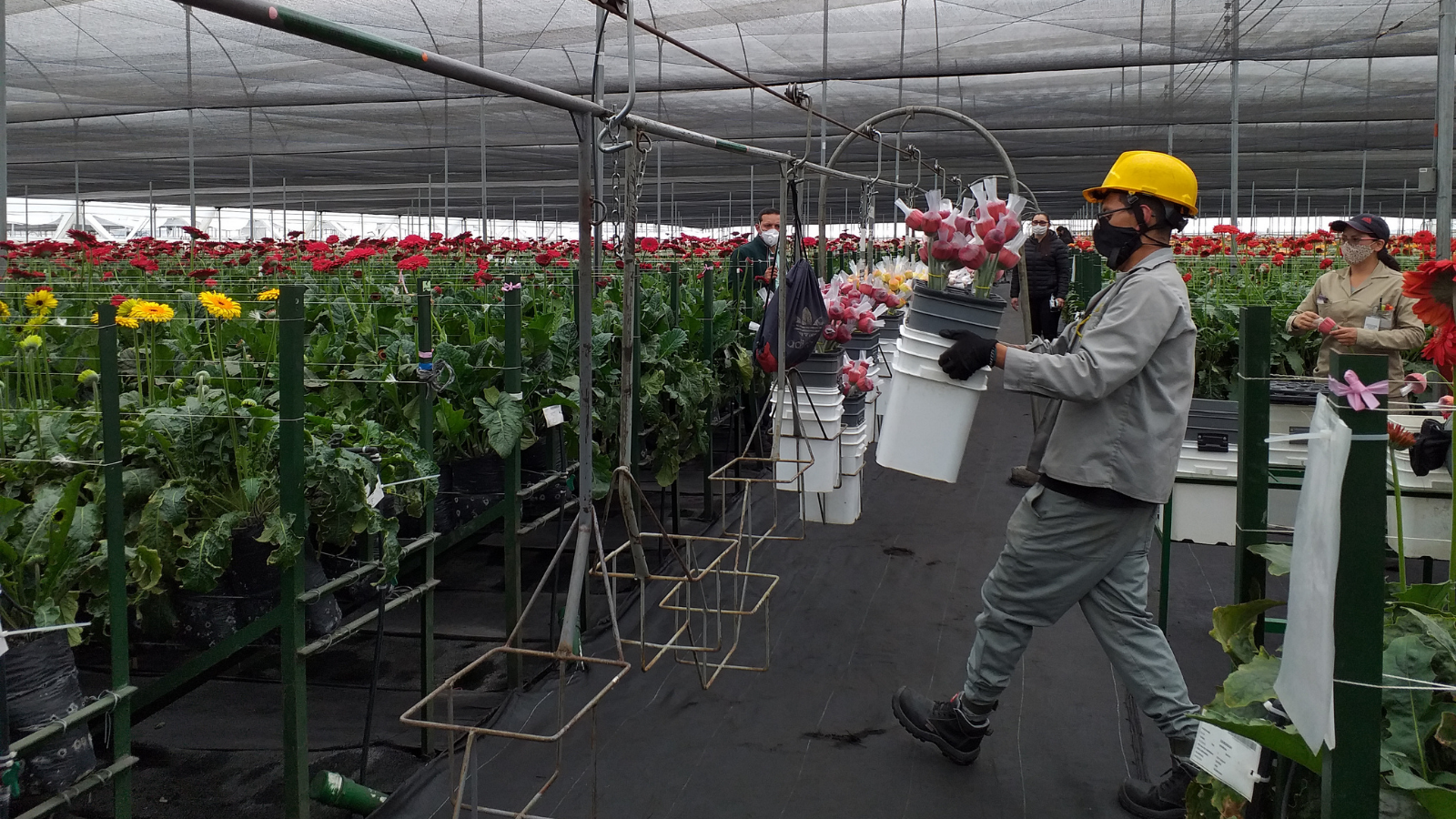 El Observatorio del Proyecto Migración Venezuela, con base en cifras de la GEIH, analizó los principales indicadores del mercado laboral de la población migrante comparados con la colombiana para los años móviles de junio de 2019, 2020 y 2021.