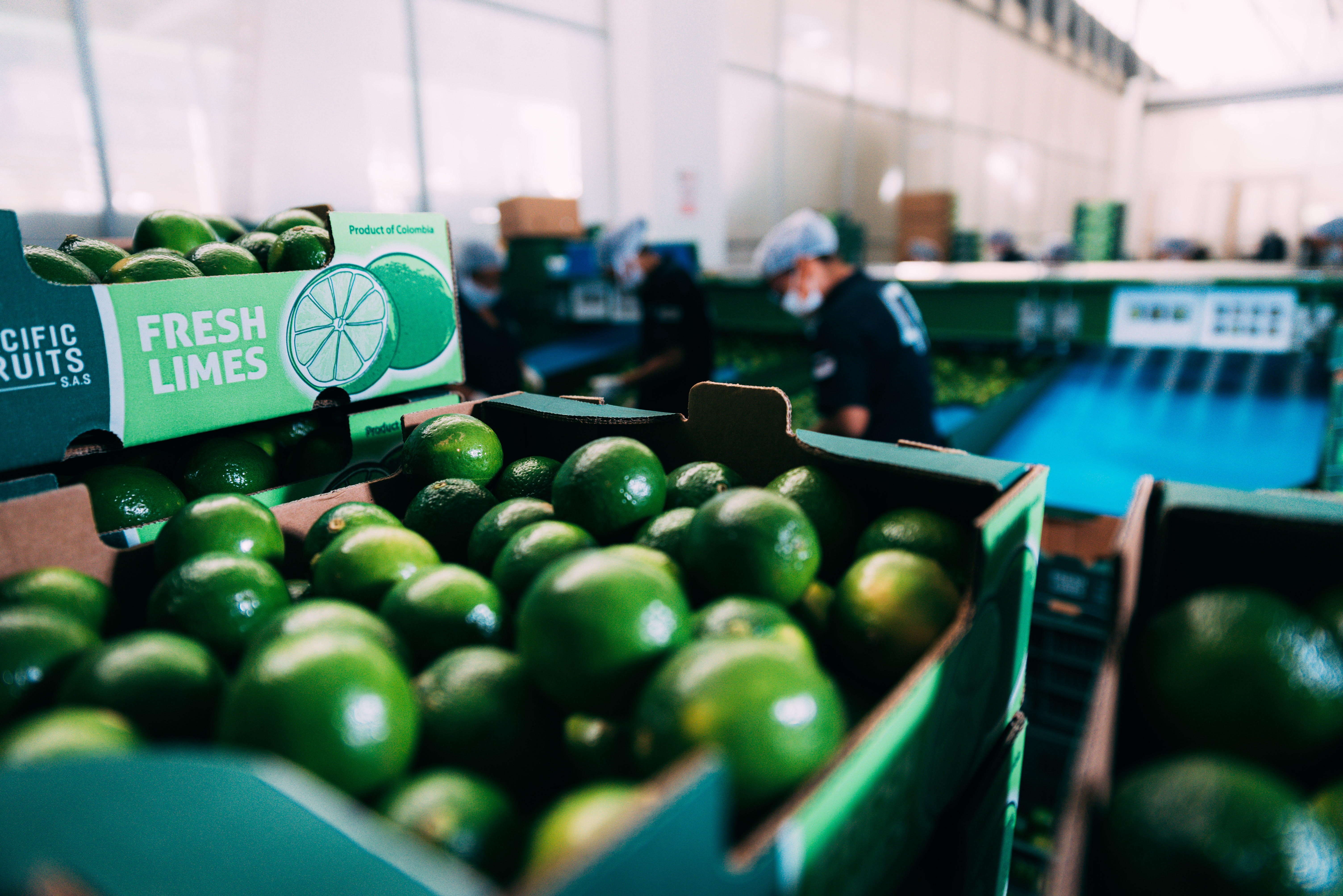 Centro de empaque de aguacate hass