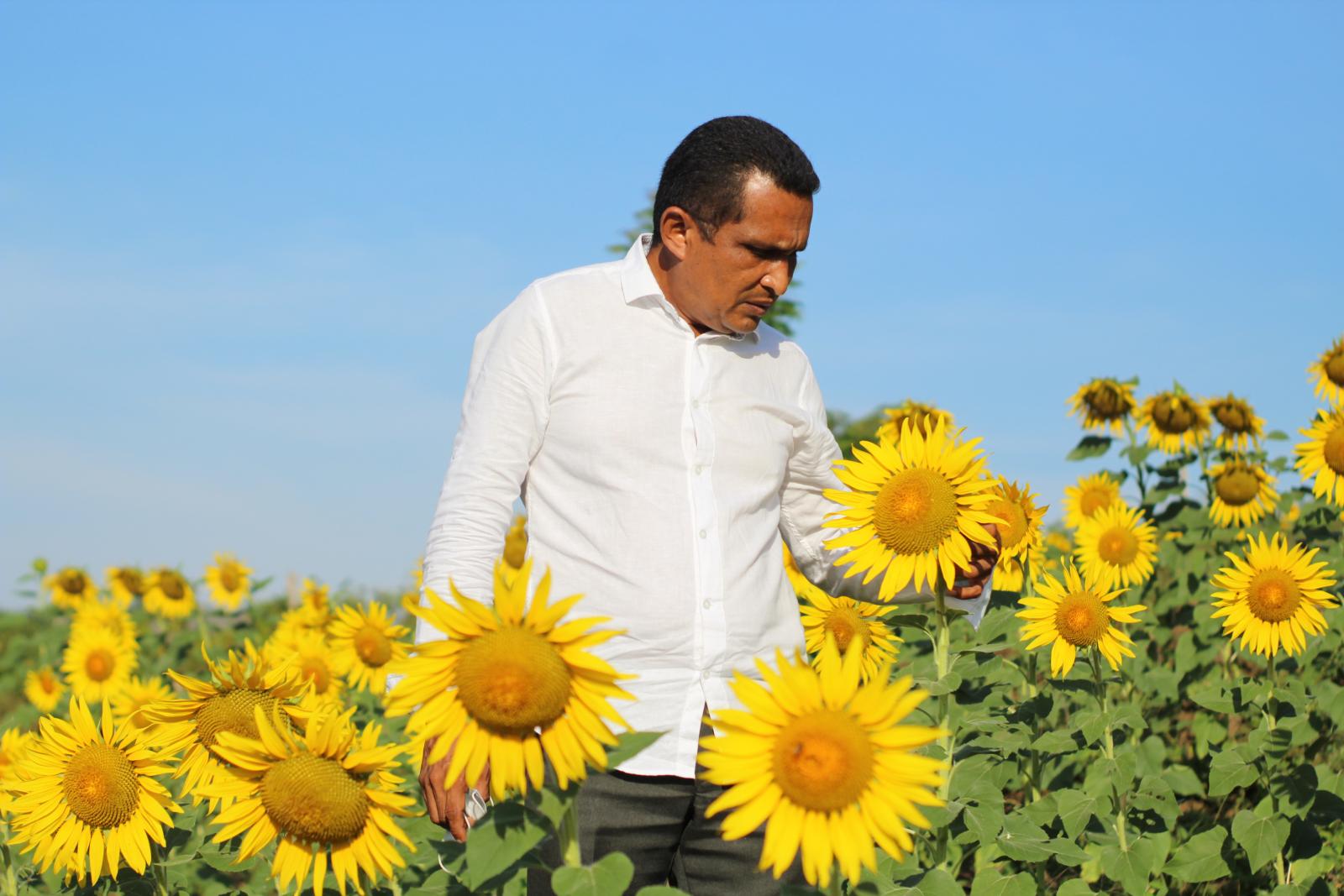 Campo de girasoles: el nuevo espectáculo turístico en Montes de María