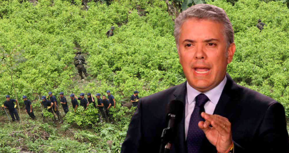 Duque cultivos de coca