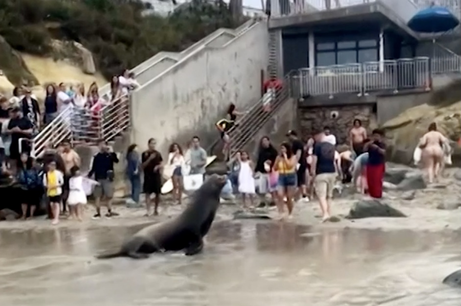 León marino sale del mar y desata el terror entre turistas en California