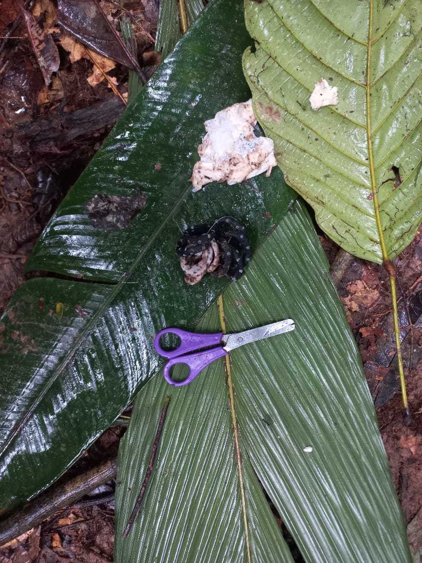 Niños desaparecidos en la selva: familiares dicen que un duende no