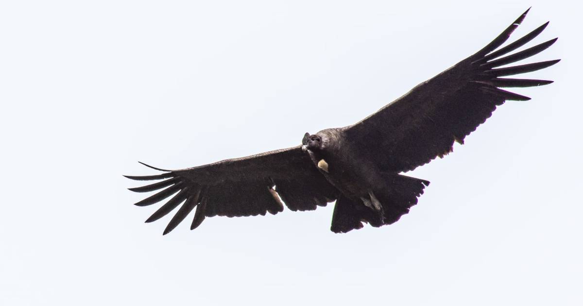 El cóndor es el ave emblemática de Colombia y varios países de América Latina. Foto:  Fernando Castro - Colombia hoy.  