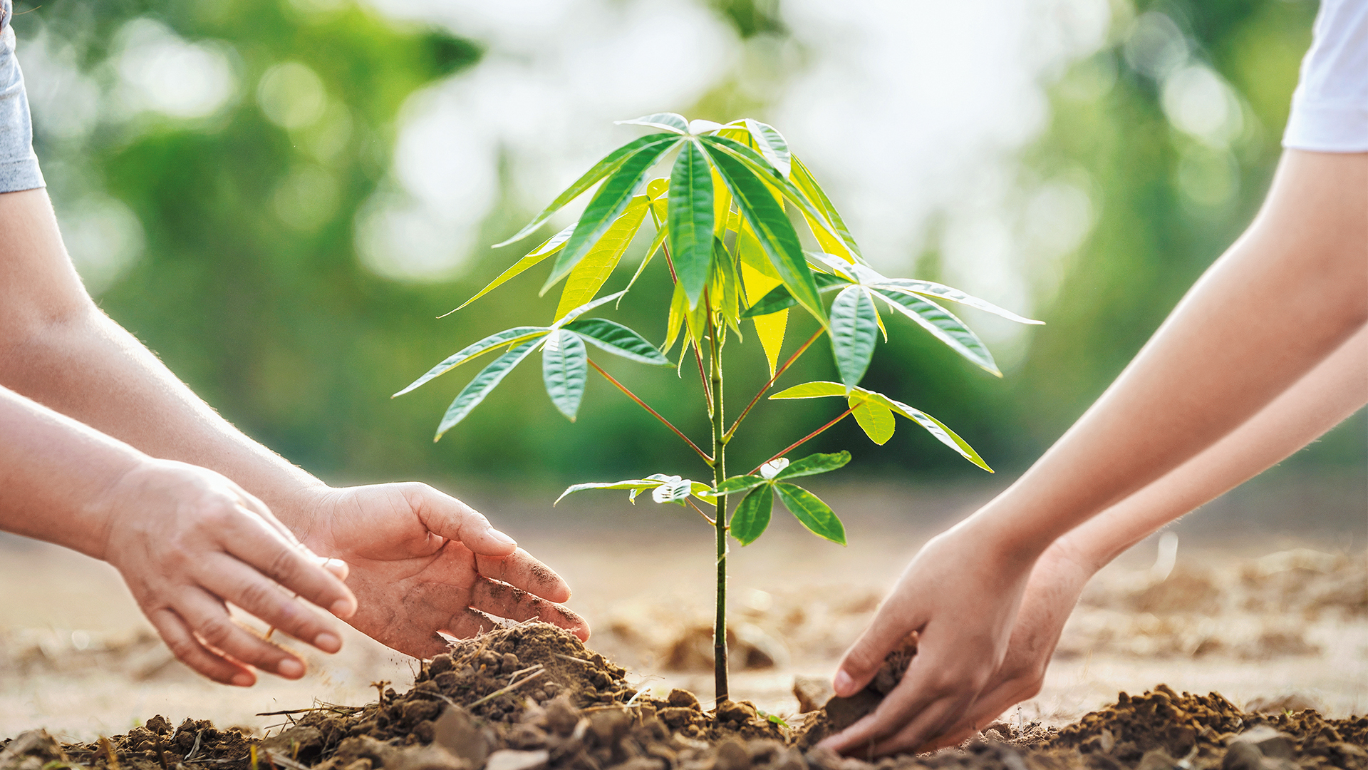 Una de las acciones de sostenibilidad que adelanta Minera Cobre de Colombia es la siembra de 40 hectáreas del Chocó biogeográfico.