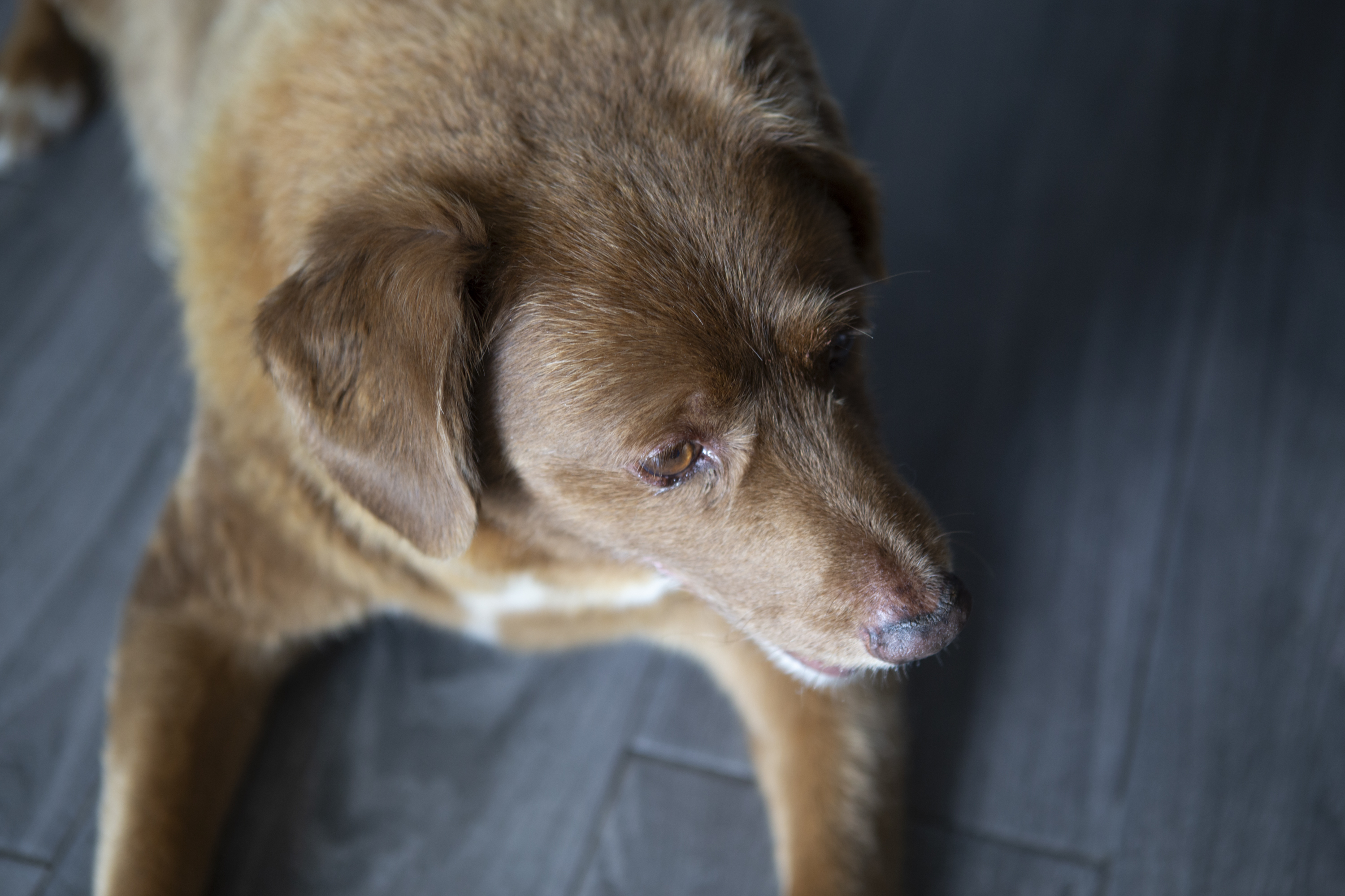 El perro Bobi, de 31 años, es visto en Leiria, Portugal, el 2 de julio de 2023. (Foto de Luis Boza/Agencia Anadolu vía Getty Images)