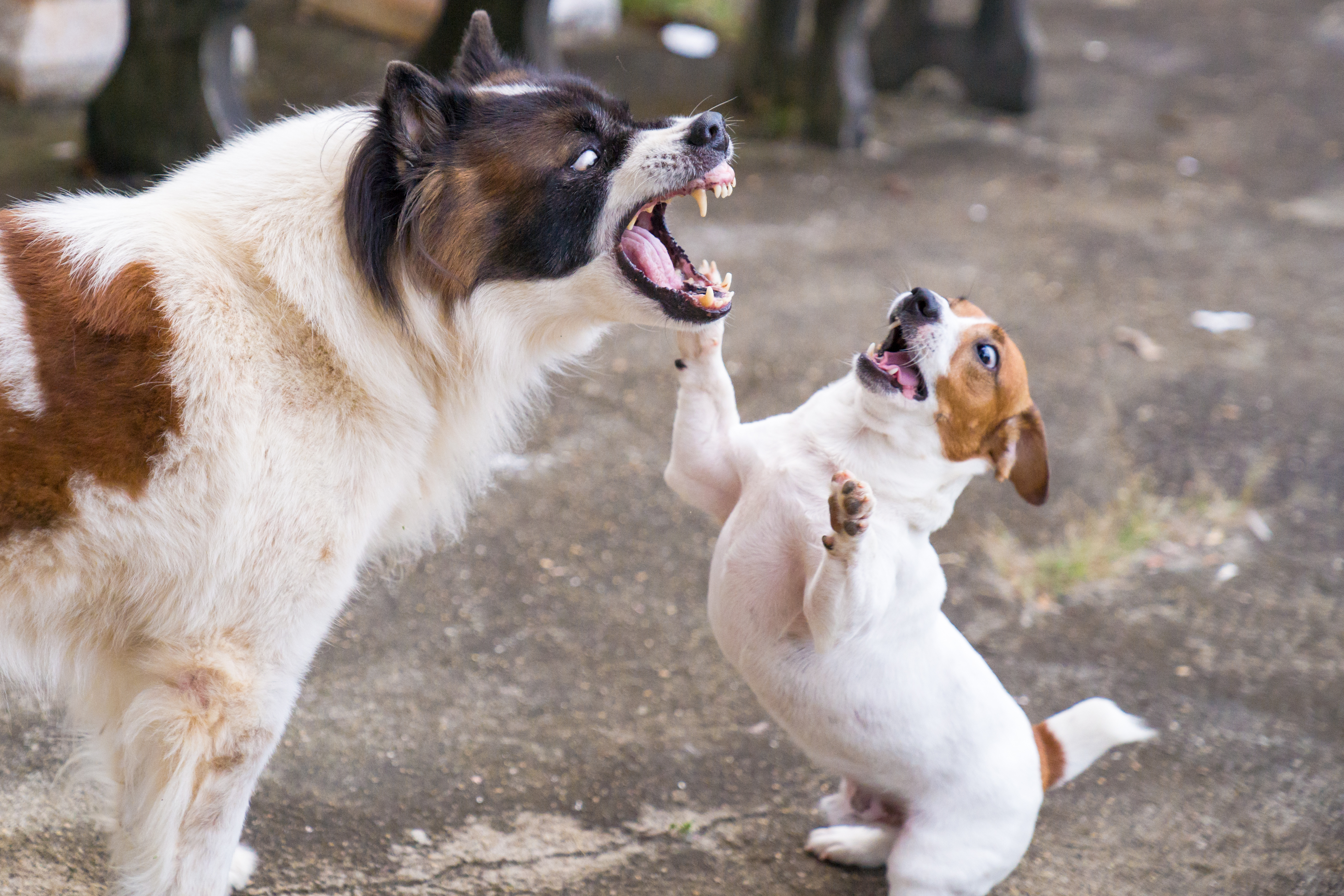 como se limpia el aliento de un perro