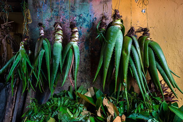Según la publicación un estudio de la NASA “ha confirmado que tener una planta de aloe vera en la habitación te ayudará a tener un sueño más placentero”.  (Photo by Jan Sochor/Getty Images)