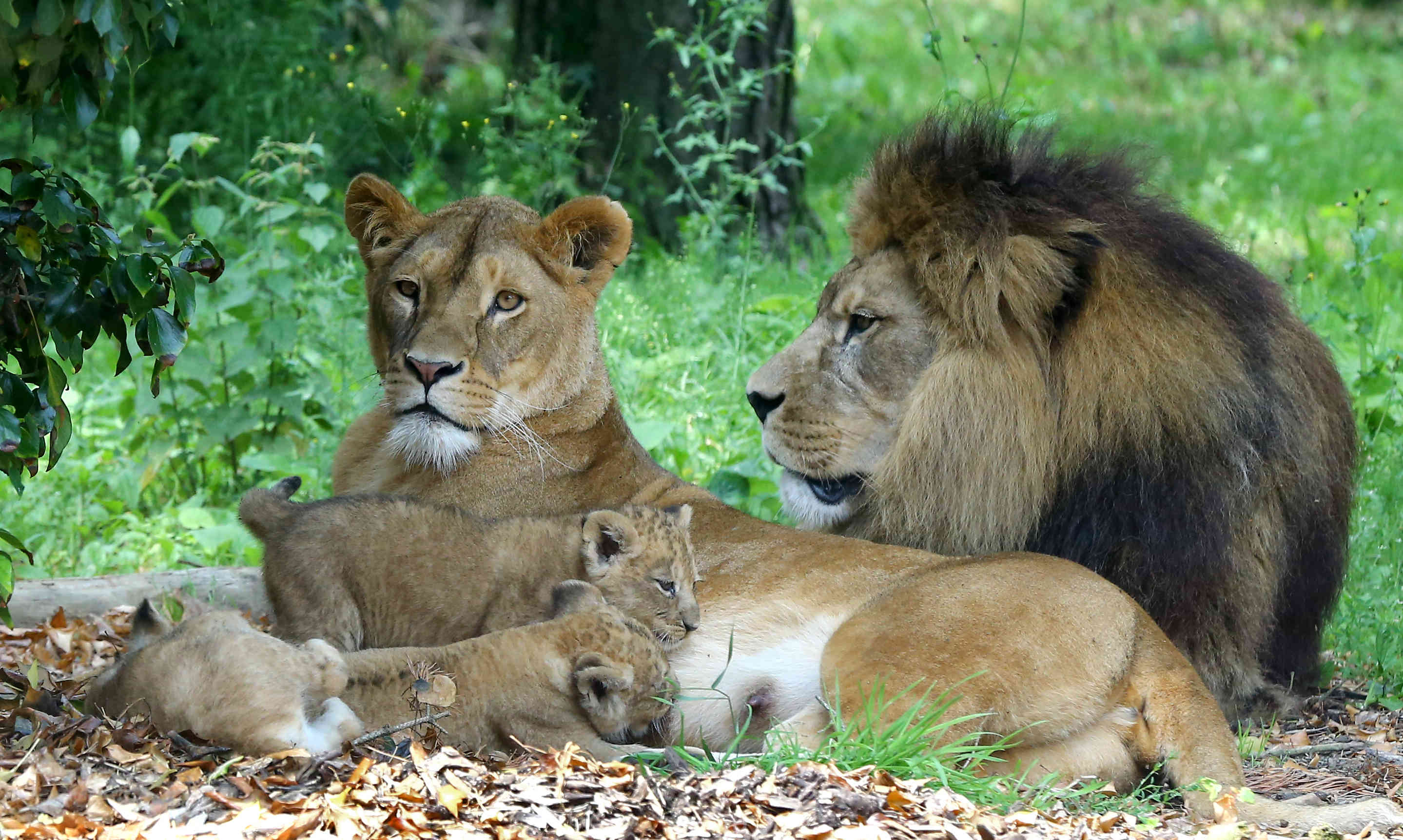 10 datos curiosos de los leones