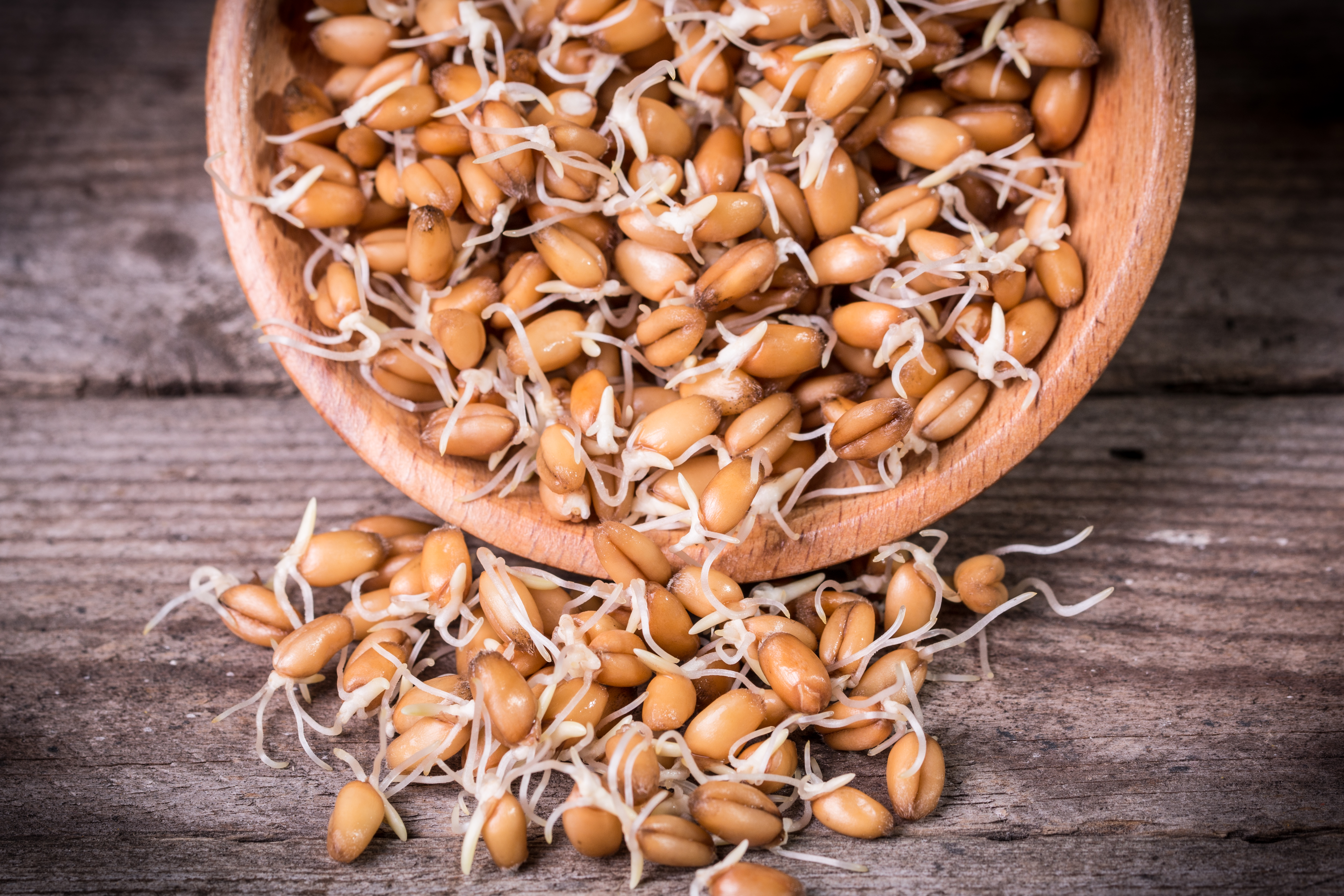 Suplementación: el grano de trigo dejó de ser un riesgo en la dieta