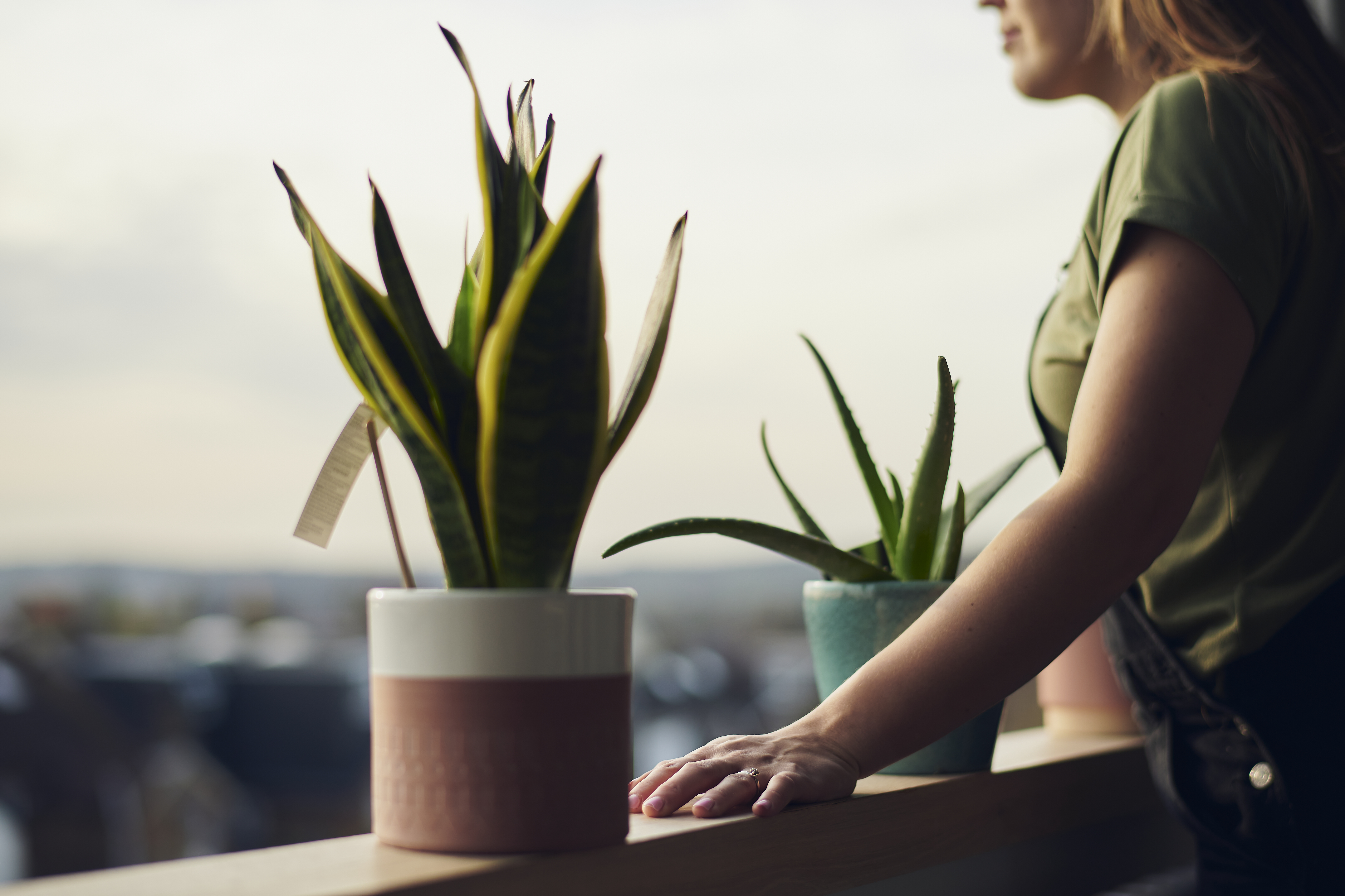 Hay ciertos aspectos que se deben tener en cuenta para proteger la planta de sábila.