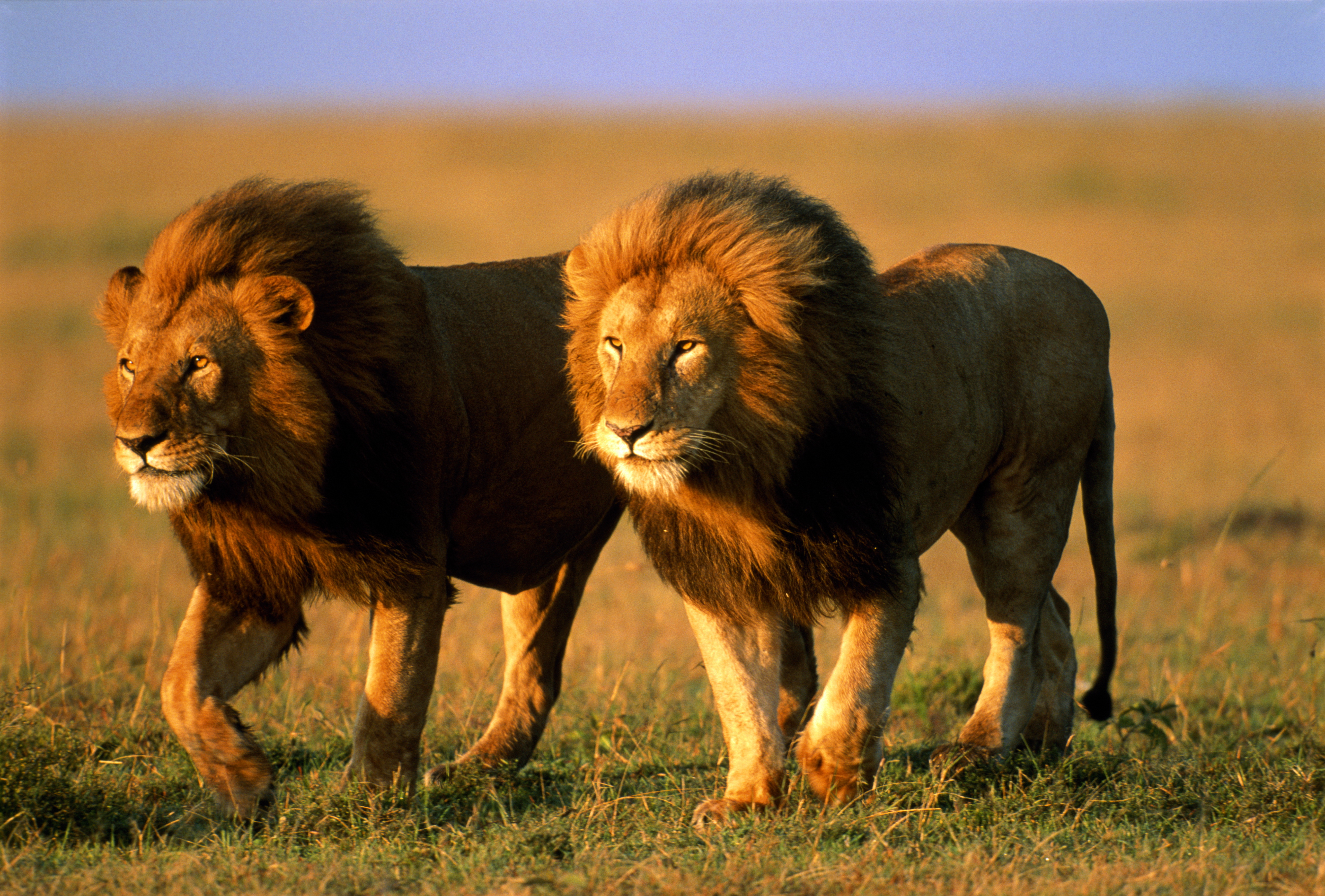 Qué peligro! Dos leones sueltos en un aeropuerto aterrorizan a todo el mundo
