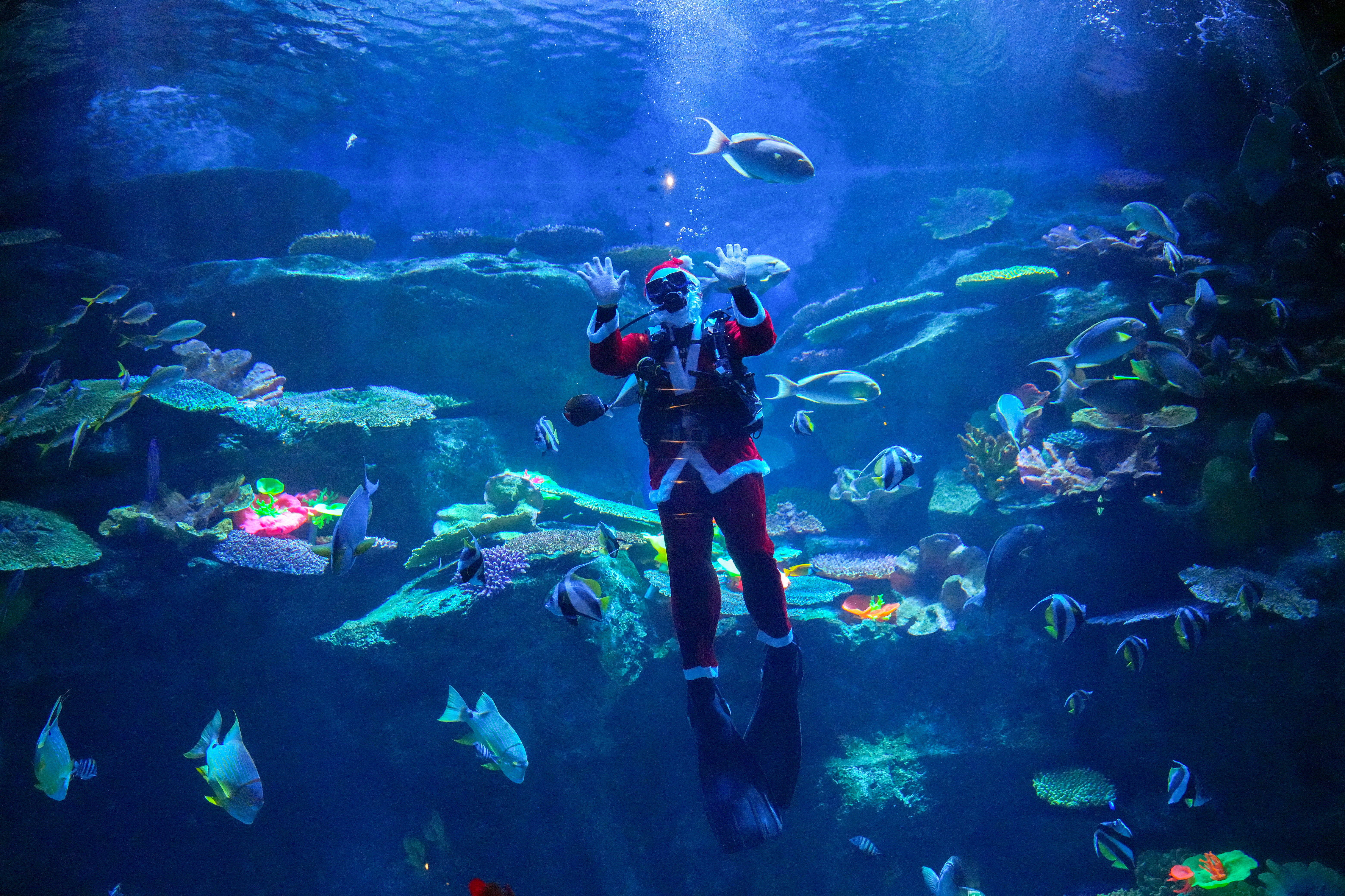 Un buzo con un disfraz de Santa Claus nada con una escuela de peces para dar la bienvenida a la próxima Navidad en el acuario Sea Life Bangkok Ocean World en Bangkok, Tailandia, el 24 de diciembre de 2022. REUTERS/Athit Perawongmetha IMÁGENES TPX DEL DÍA