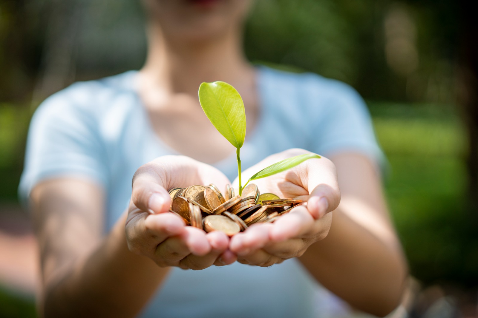 Planta china del dinero