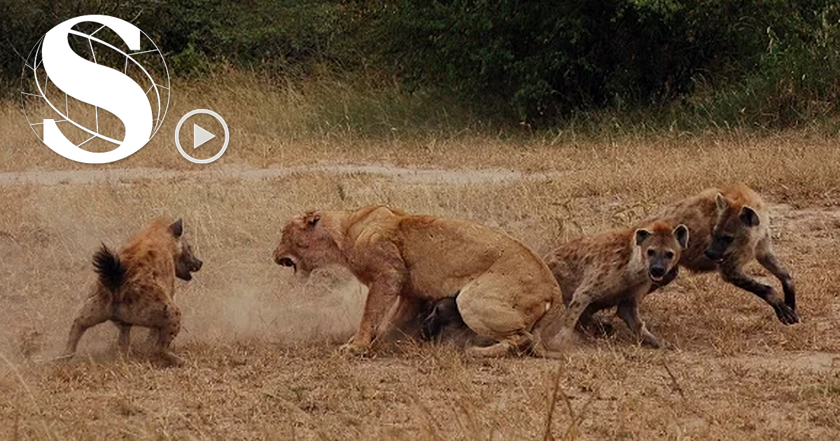 Hienas trabajan en grupo para robar el alimento a los leones