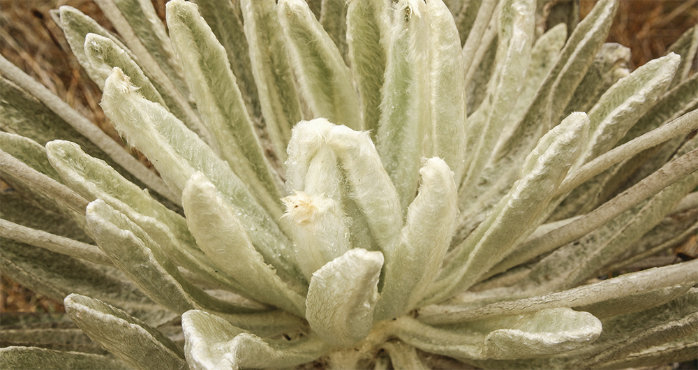 EspeciesEn Colombia se han registrado 91 especies de frailejones, principalmente en la cordillera oriental. La más reciente fue descubierta en 2021 y bautizada Espeletia ocetana por el páramo de Ocetá (Boyacá), donde se encontró. 